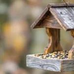 entdecken sie eine natürliche küchenzutat, die ohne gift oder fallen ratten effektiv vom vogelfutter fernhält. sicher und umweltfreundlich für ihren garten.