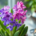 erfahren sie, wie sie ihre hyazinthe richtig pflegen, um ihre blütezeit zu verlängern und lange freude an ihrer schönheit zu haben.